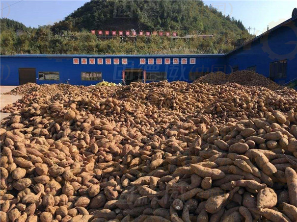 紅薯打粉機(jī)多少錢一套？如何選擇機(jī)型？前提是要搞清楚這2個問題