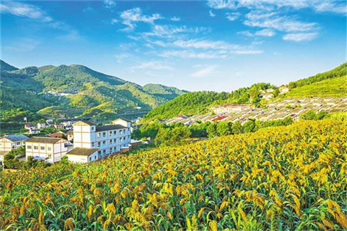 紅薯種植加工業如何搭上鄉村振興政策的便車 紅薯種植加工業如何搭上鄉村振興政策的便車