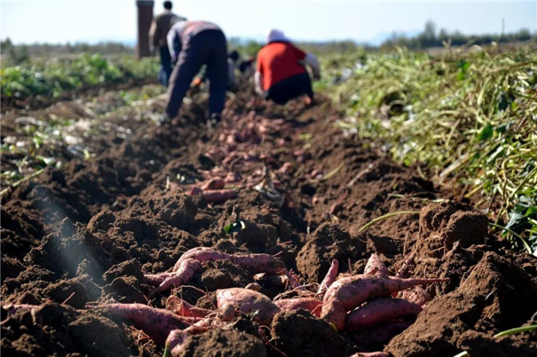 紅薯精白淀粉加工,提高淀粉提取率的3個方法 紅薯精白淀粉加工,提高淀粉提取率的3個方法