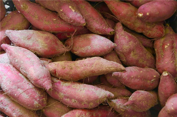 紅薯精白淀粉加工,提高淀粉提取率的3個方法 紅薯精白淀粉加工,提高淀粉提取率的3個方法