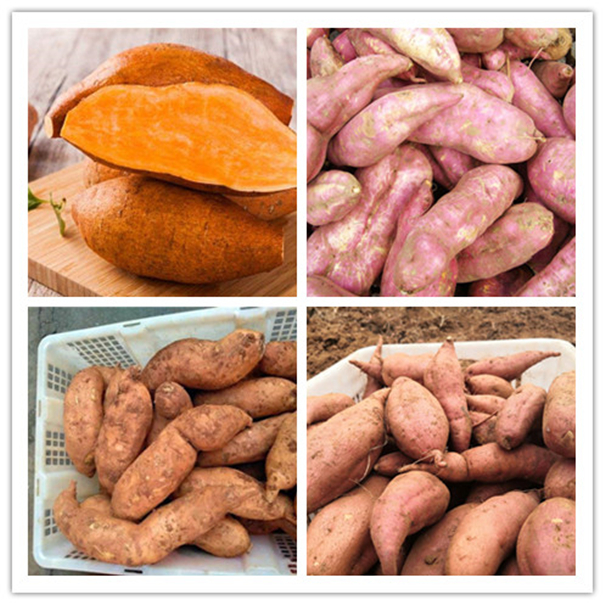 紅薯品種 紅薯品種