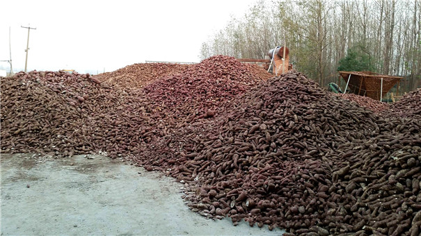 紅薯原料 紅薯原料